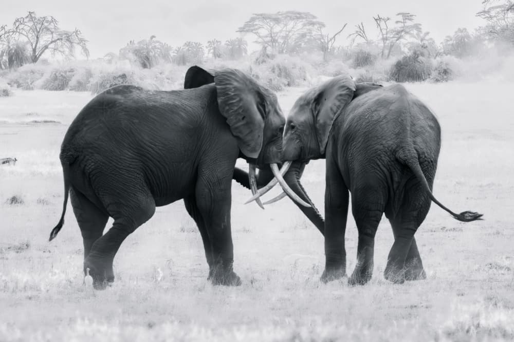 Elephant Sparring Match by Siyu_Wei APA — canvas wall art