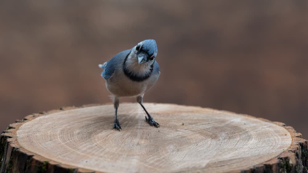 Curious Blue Jay by Patrick Dessureault — canvas wall art