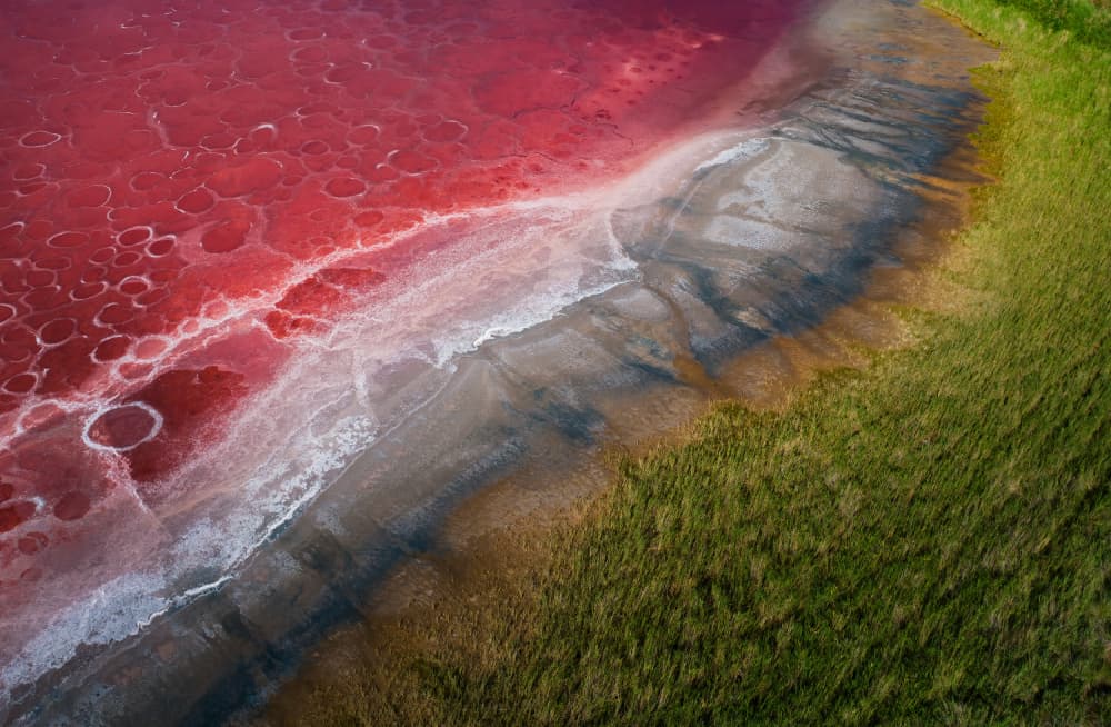 Vibrant Pink Lake Shore by Yezimao — canvas wall art