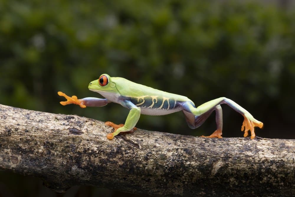 Red Eyed Tree Frog Stretch by Lisdiyanto Suhardjo — canvas wall art