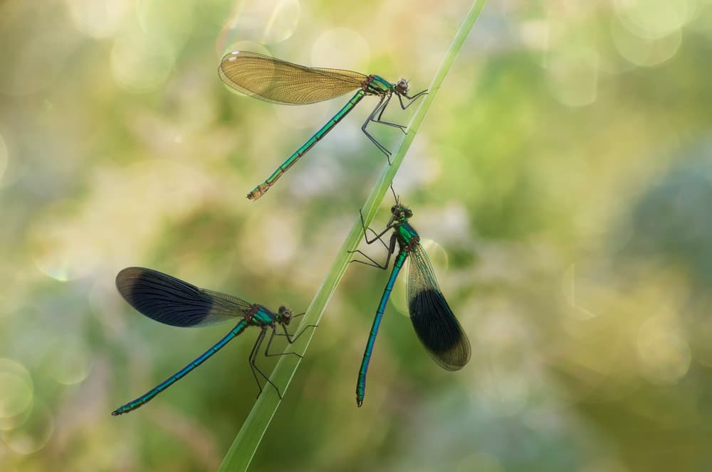 Iridescent Damselflies Close Up by Anton van Dongen — canvas wall art