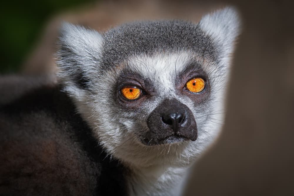 Intense Lemur Gaze by Jeffrey C. Sink — canvas wall art