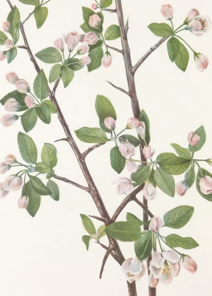 Wild Sweet Crab From North American Wildflowers (1925) By Mary Vaux Walcott. by Mary Vaux Walcott — canvas wall art