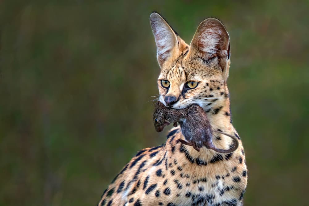 Wild Serval's Catch by Xavier Ortega — canvas wall art