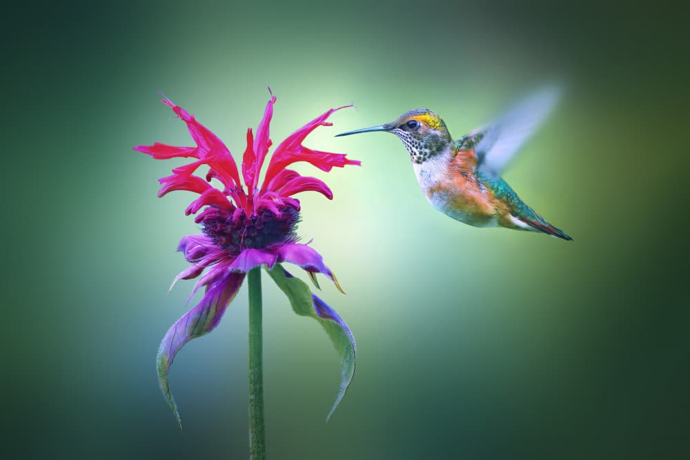 Hummingbird Nectar Gathering by Qing Zhao — canvas wall art
