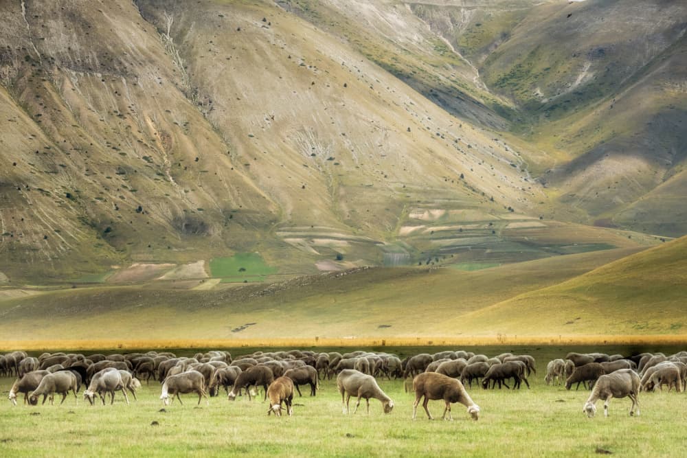 Grazing Sheep Mountain Valley by Ulrike Eisenmann — canvas wall art