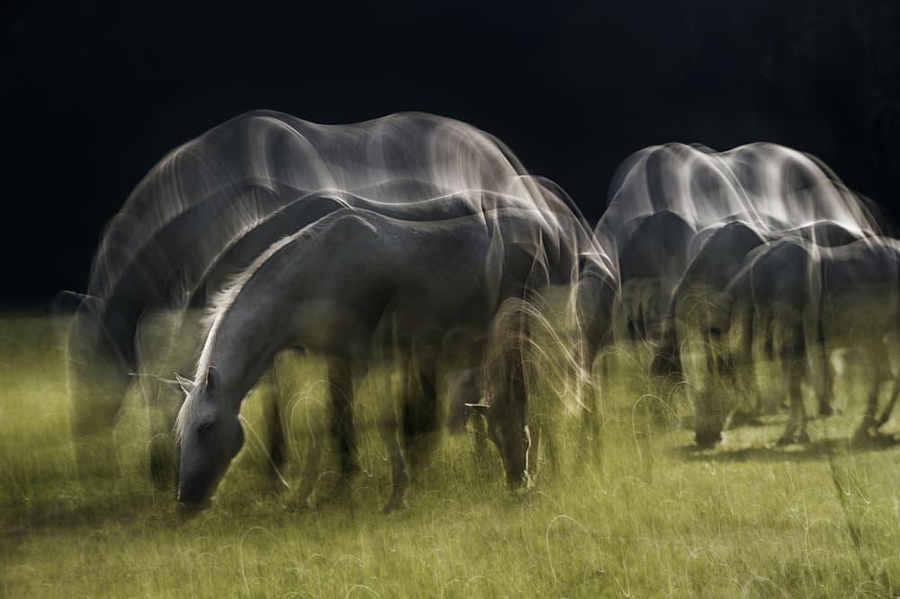 Dreamy Grazing Horses by Milan Malovrh — canvas wall art