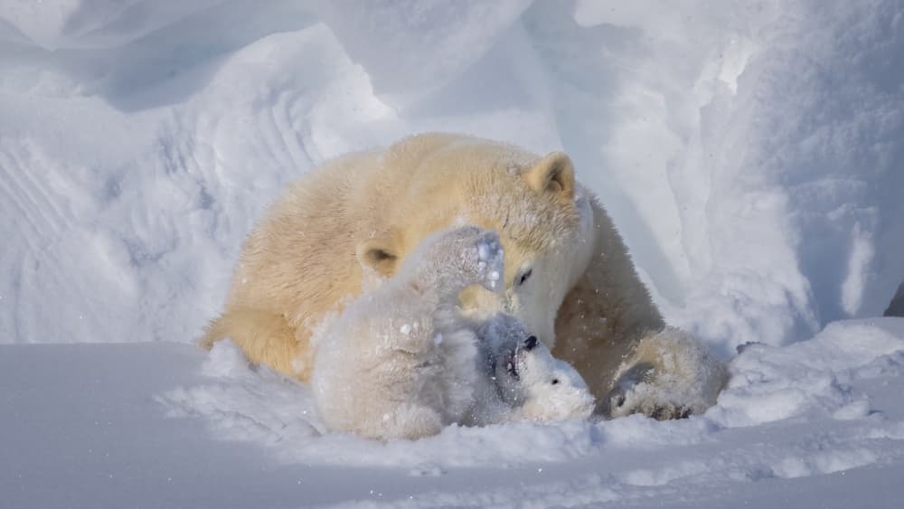Polar Bear Cub Cuddles by John J. Chen — canvas wall art