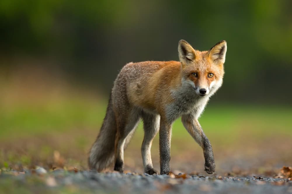 Alert Red Fox by Milan Zygmunt — canvas wall art