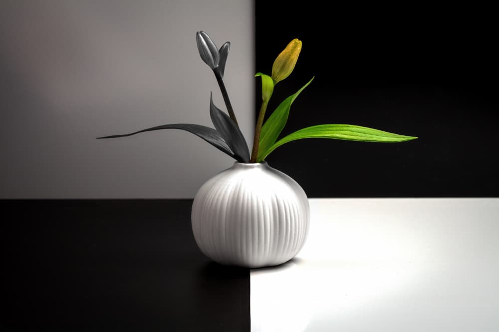 Modern Tulip Contrast by Allan Li wp — canvas wall art