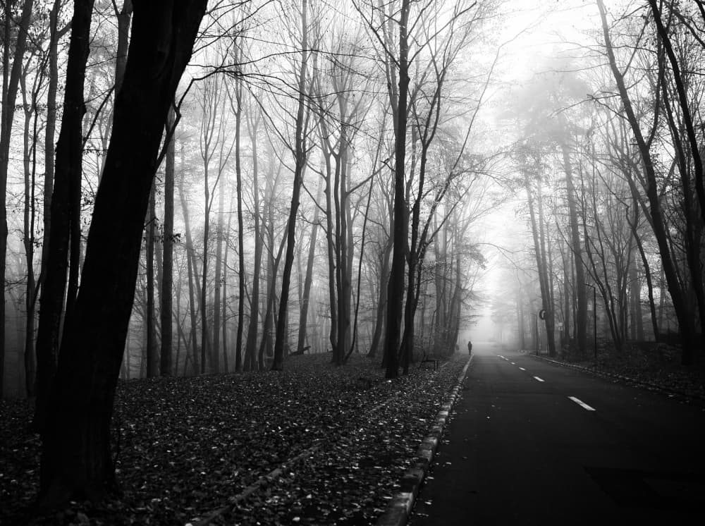 Solitary Forest Road Fog by Julien Oncete — canvas wall art