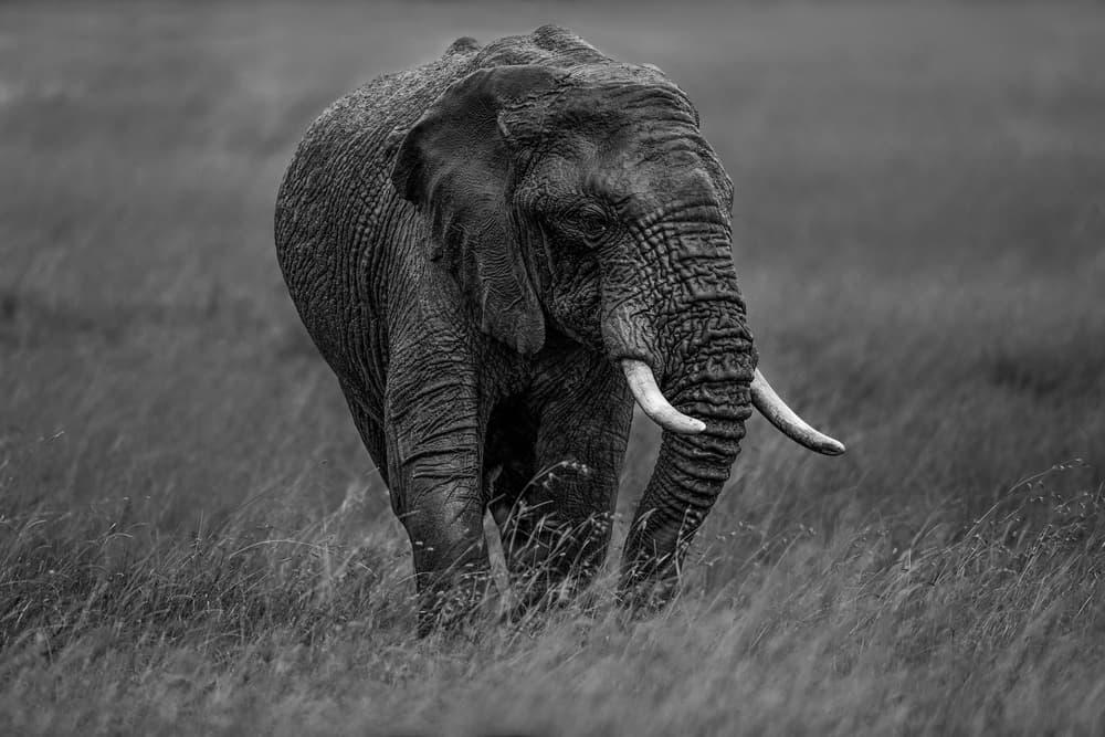 Majestic African Elephant by Massimo Mei — canvas wall art