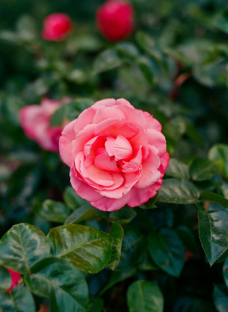 Pink Garden Rose by Bethany Young — canvas wall art
