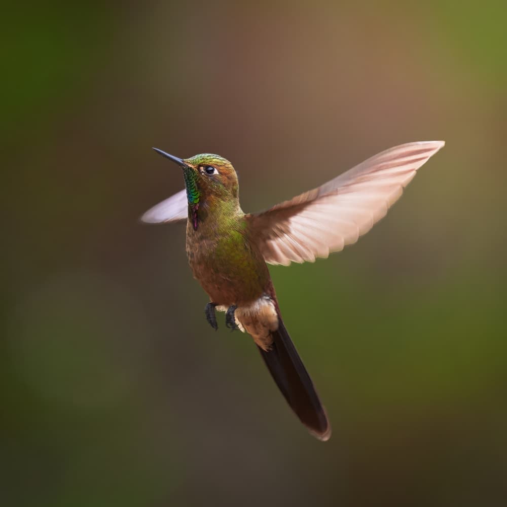 Graceful Hummingbird Flight by Lisandro PEREZ — canvas wall art