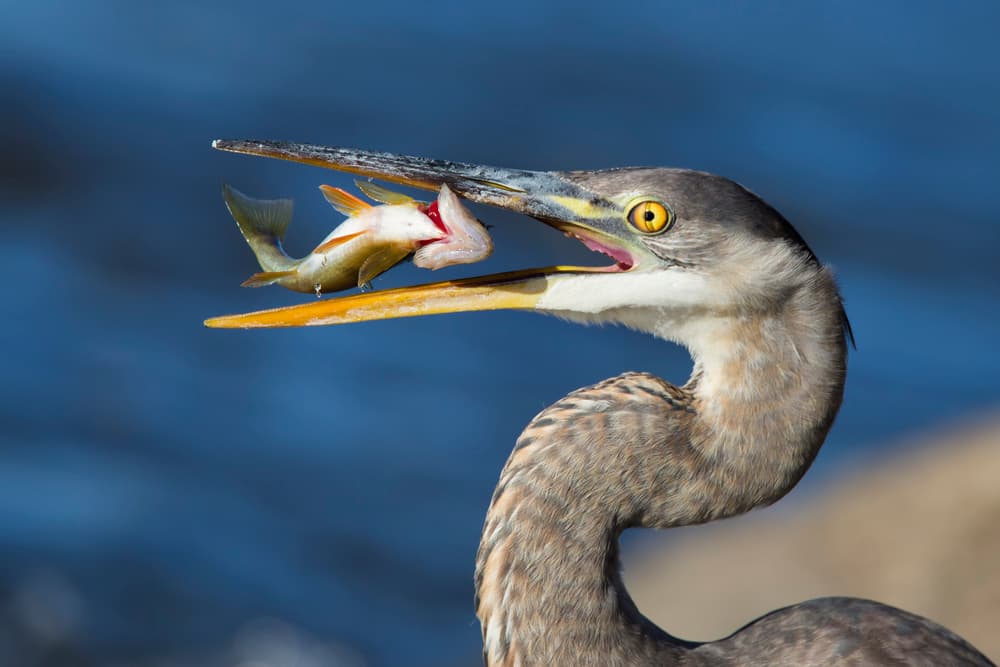 Heron's Fresh Catch by Mircea Costina — canvas wall art