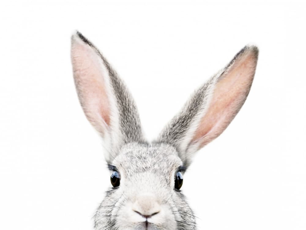 Peeking Bunny by Kathrin Pienaar — canvas wall art