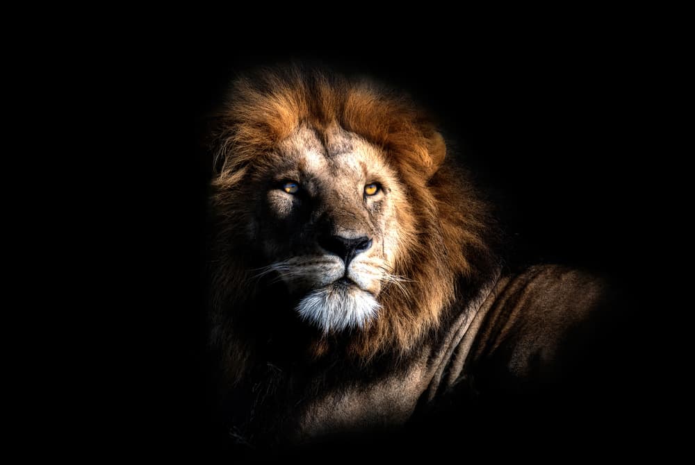 Majestic Lion Gaze by Jie Fischer — canvas wall art