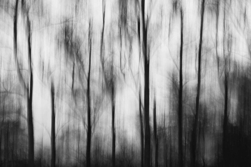 Trees in Motion by Gheorghita Nemtanu — canvas wall art