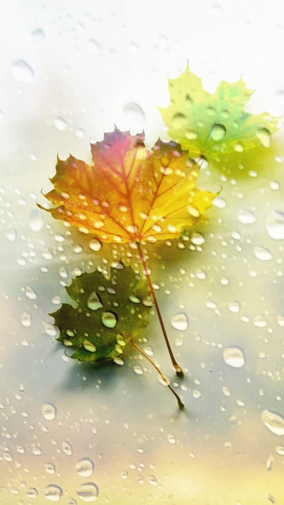 Vibrant Autumn Rain by Weiwei — canvas wall art