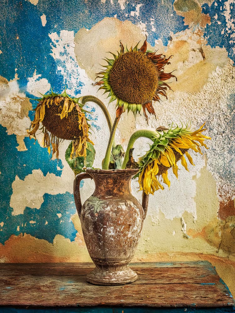 Withered Sunflowers Still Life by Yasutaka Sameshima — canvas wall art