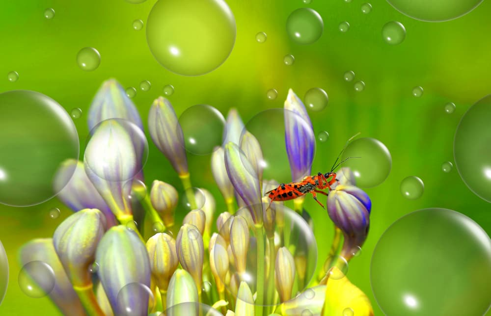 Bug on Spring Buds by Thierry Dufour — canvas wall art