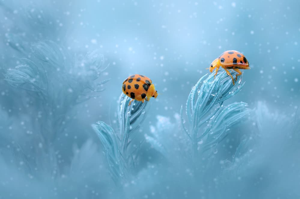 Two Ladybugs Blue Feathers by Edy Pamungkas — canvas wall art