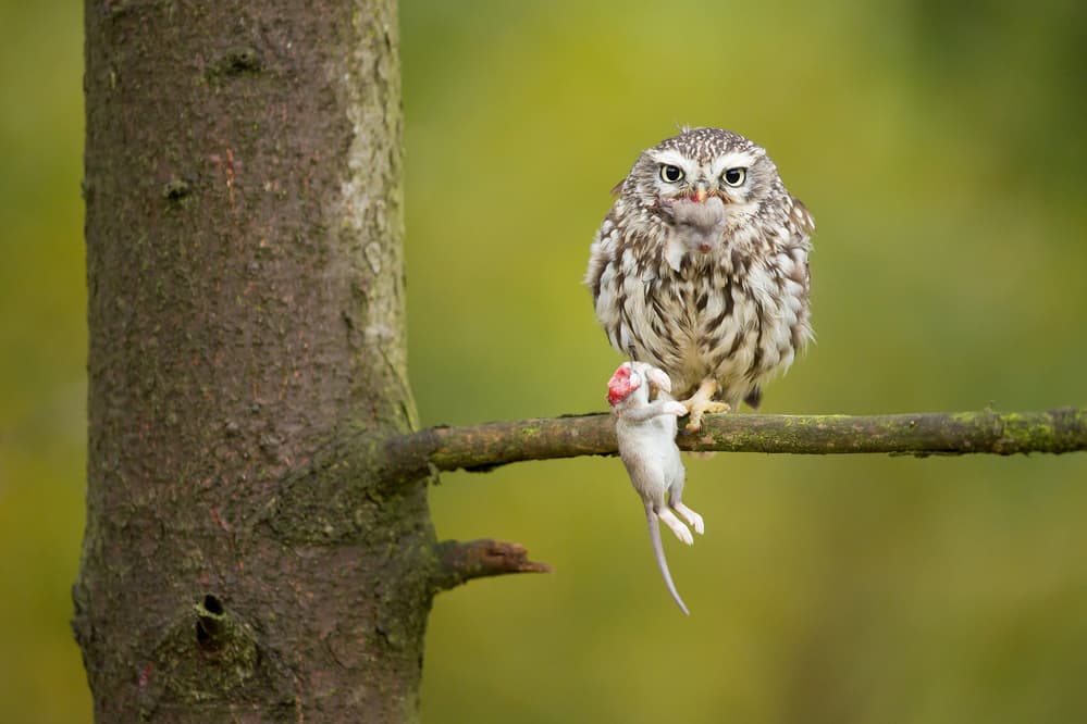 Little Owl's Catch by Milan Zygmunt — canvas wall art