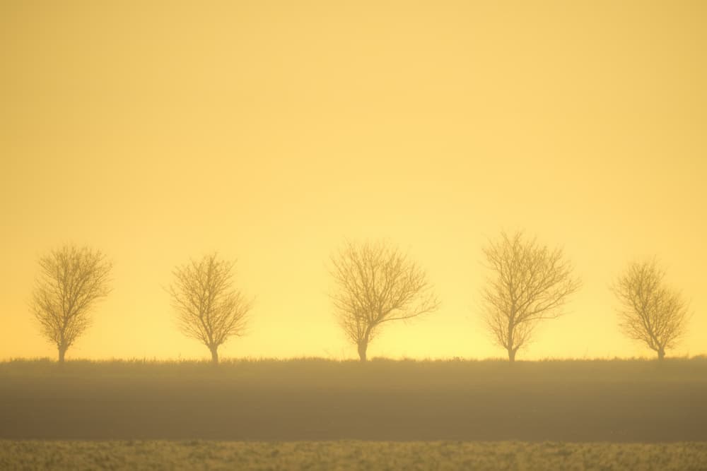 Misty Golden Trees by Arie Burla — canvas wall art