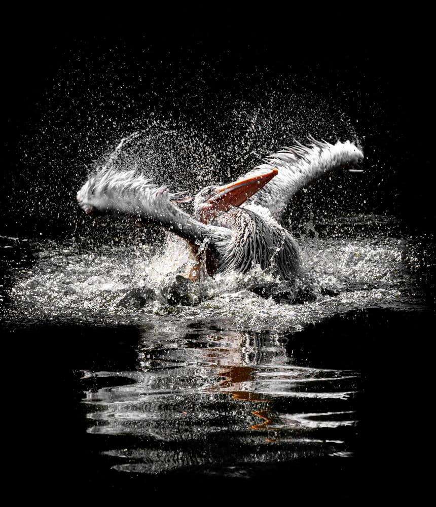 Pelican Water Splash by Jörg Vollrath — canvas wall art