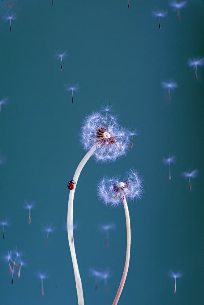 Dandelion Dreams with Ladybug by Summer2016 — canvas wall art