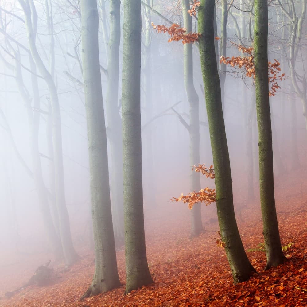Misty Autumn Forest by Martin Rak — canvas wall art