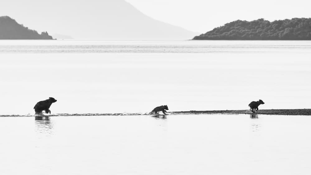Wild Bear Family Crossing by Richard Liu — canvas wall art