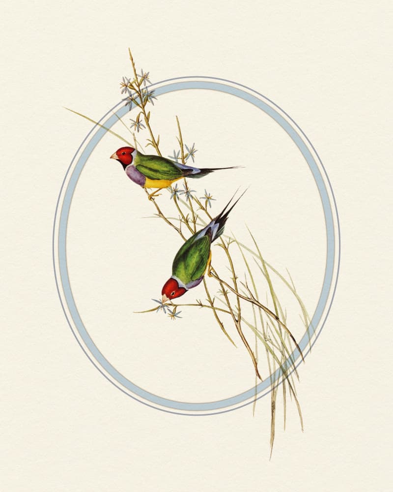 Gouldian Finches Perched by Wild Violets — canvas wall art