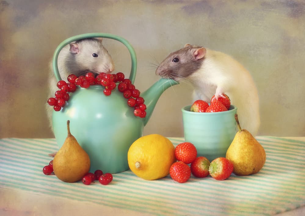 Rats and Summer Fruit by Ellen van Deelen — canvas wall art