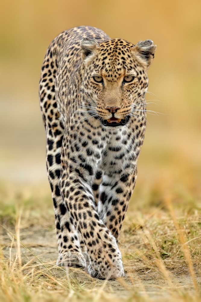 Walking Wild Leopard by Ahmed Elsheshtawy — canvas wall art
