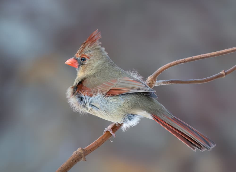 Fluffy Female Cardinal by Yunqiang Li — canvas wall art