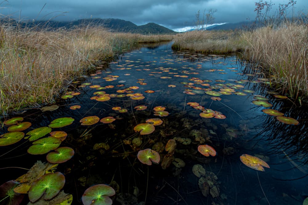 Moody Wetland Lily Pads by sirou.minami — canvas wall art