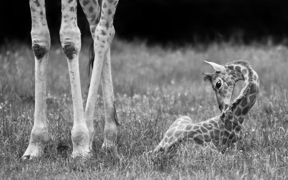 Gentle Baby Giraffe by Andreas Feldtkeller — canvas wall art