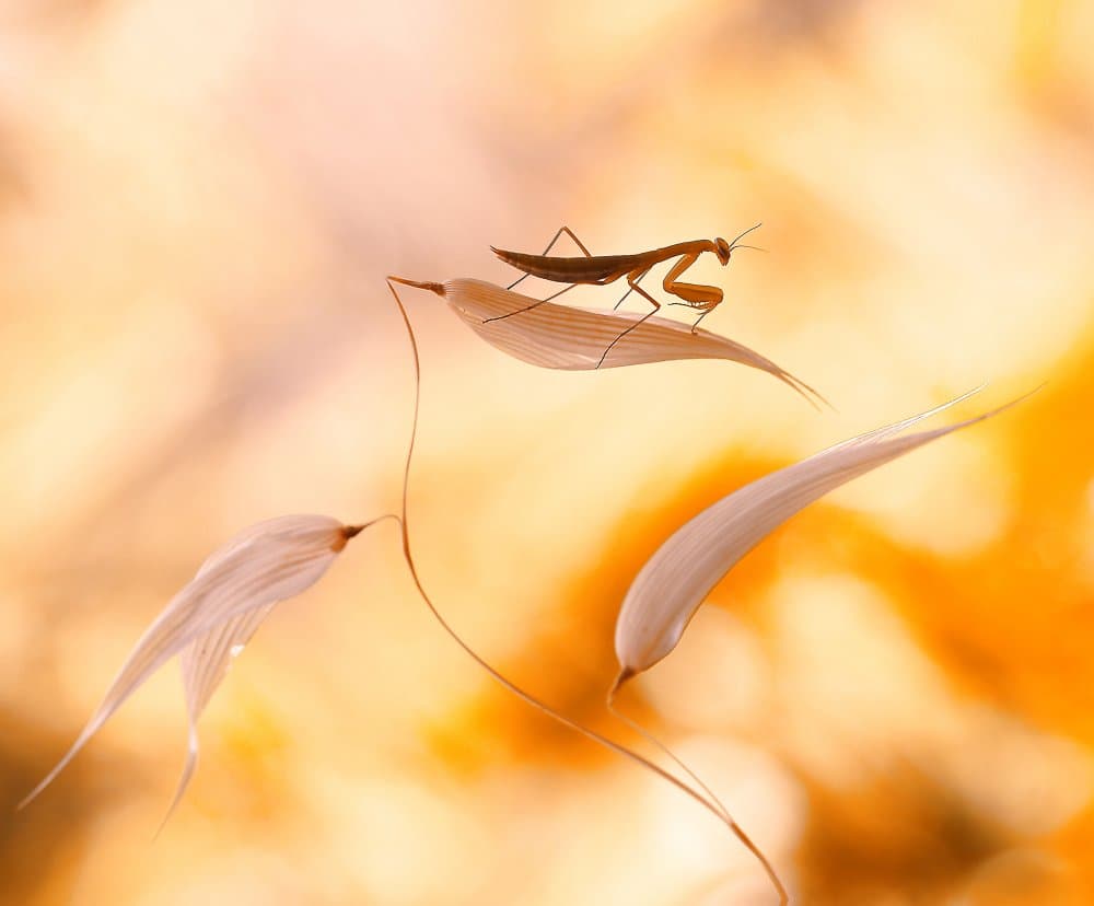 Golden Mantis Serenity by Thierry Dufour — canvas wall art
