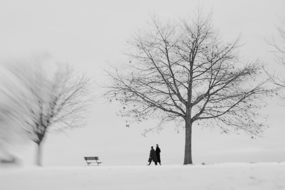 Winter Walk Among Trees by Cindy Liu — canvas wall art