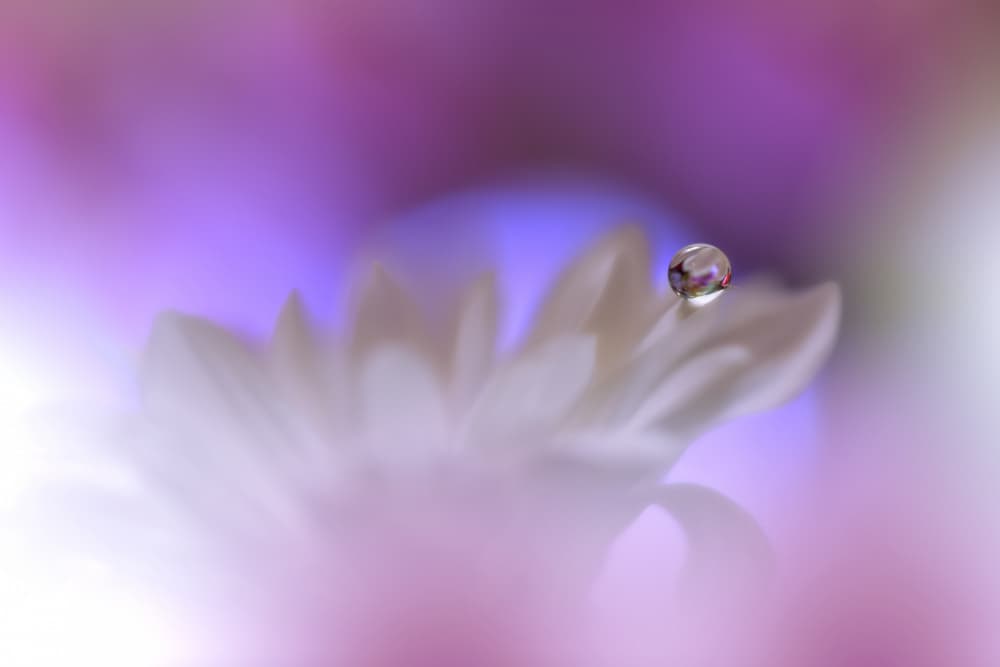 Dreamy Floral Droplet by Juliana Nan — canvas wall art