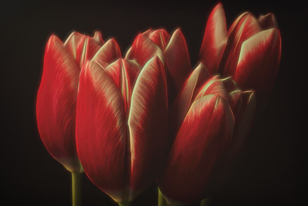Moody Red Tulips by Naoya Nakagawa — canvas wall art