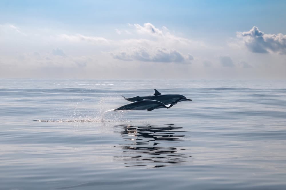 Dolphins Leaping Ocean by Serge Melesan — canvas wall art