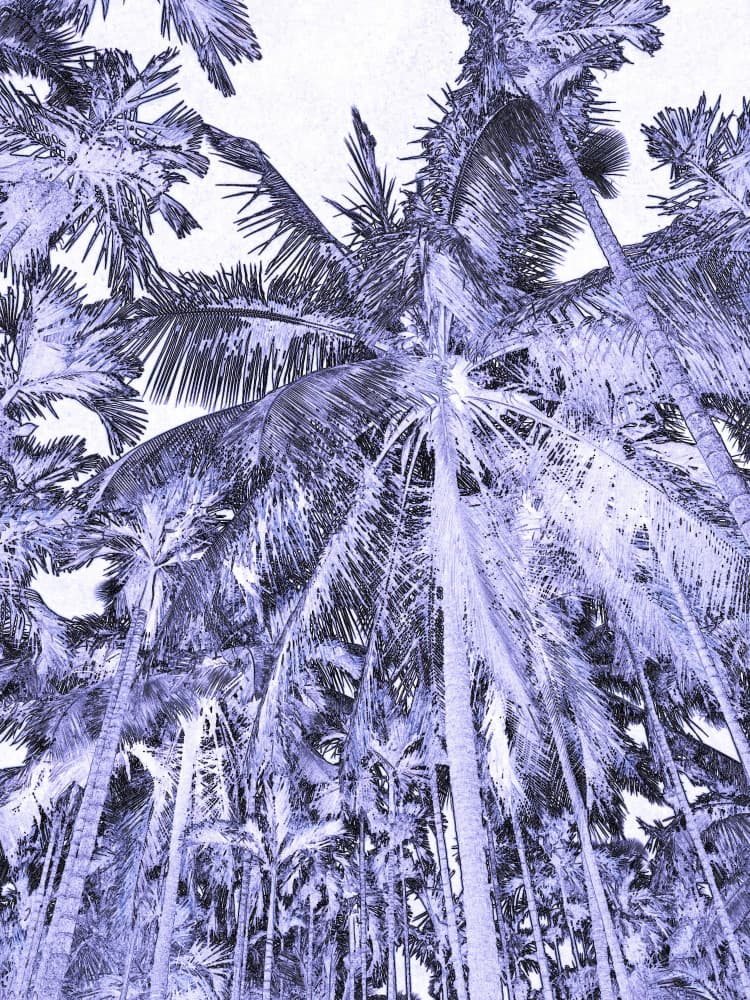 Purple Palm Canopy by Santhosh ch — canvas wall art