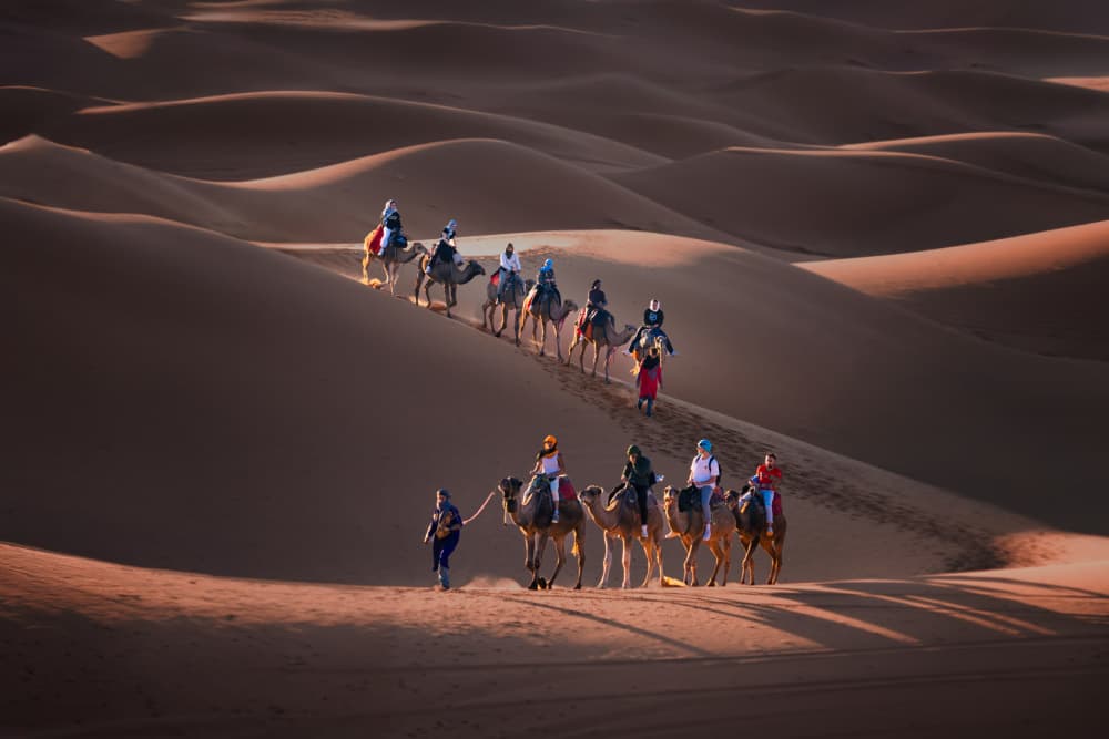 Desert Camel Journey by Dawn X W — canvas wall art