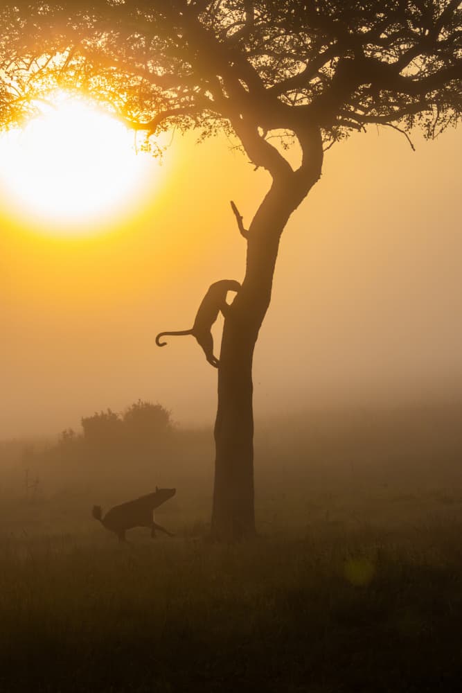 Misty Safari Drama by eMunther — canvas wall art