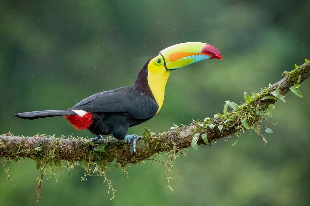 Colorful Toucan on Branch by Renee Doyle — canvas wall art