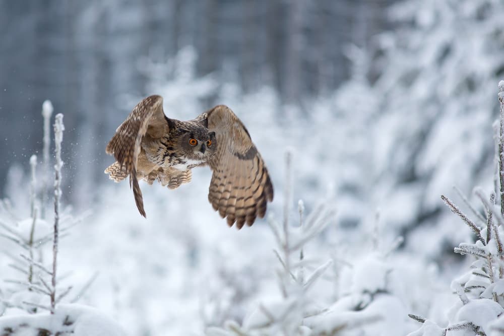 Winter Owl in Flight by Milan Zygmunt — canvas wall art