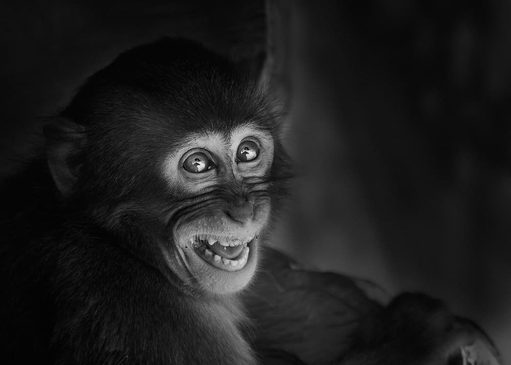 Cheeky Monkey Smile by Kaisyakuji Yushi — canvas wall art
