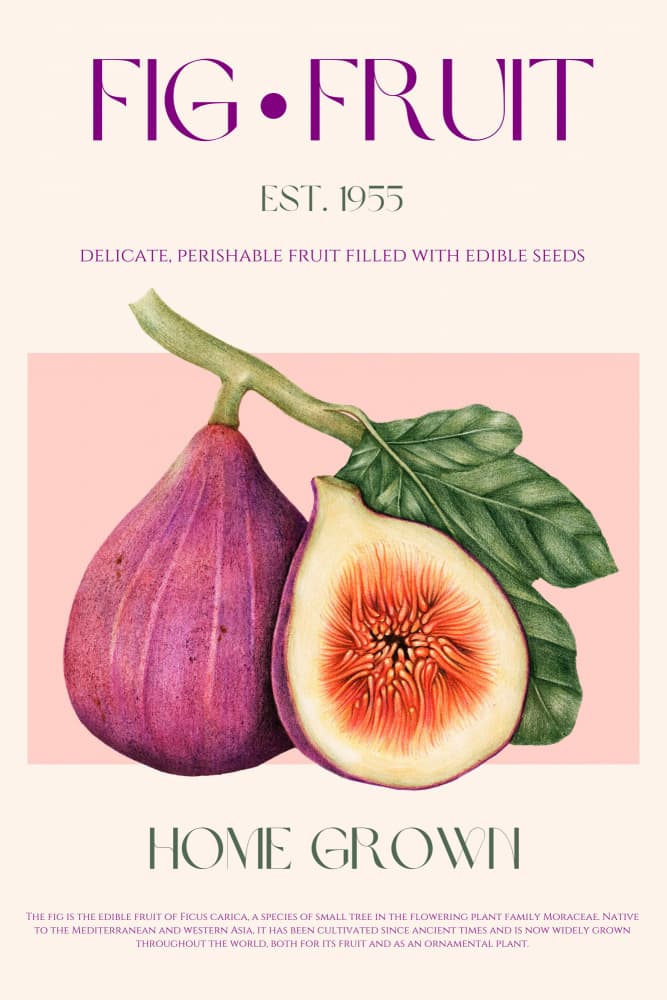 Vintage Fig Fruit by Nazma Khokhar — canvas wall art